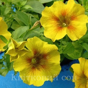 Petchoa Caramel2_300x300_300x300